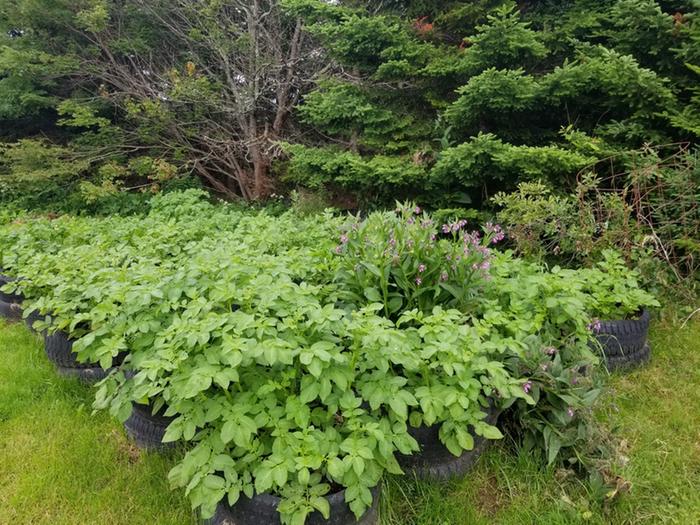 potatoes 2 months later