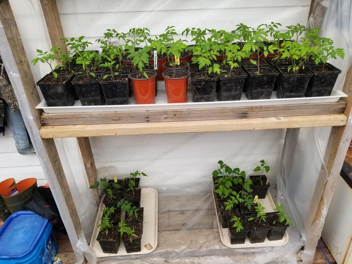tomato seedlings