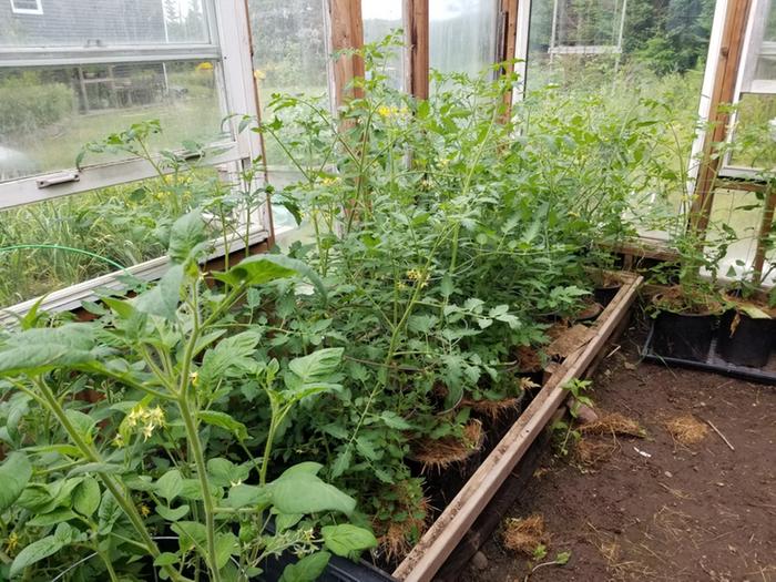 tomatoes transplanted with comfrey leaves