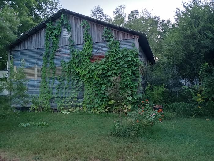 The vines shade the building. A real 2fer