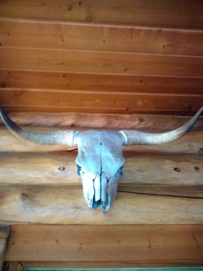 Cattle skull with horns mounted above a door in a log house