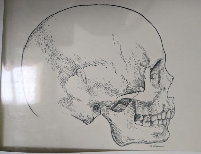 drawing of a human skull with all of it's strange curves