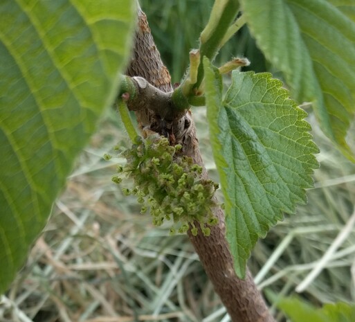Male Flower