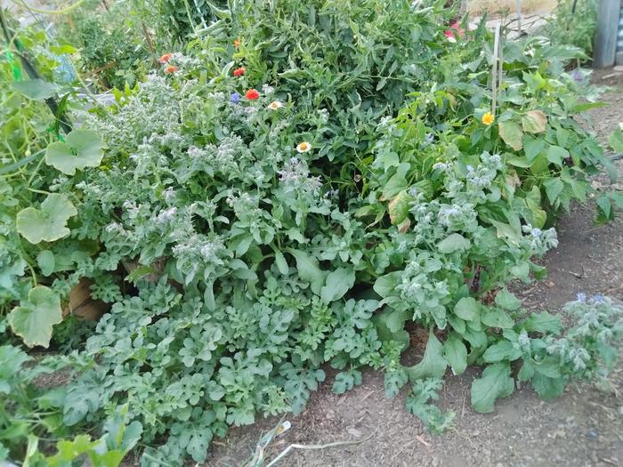 3'x3' tomato, watermelon, 2 peppers, egg plant, beans, zinnias, bachelor buttons, basil, and carrots 
