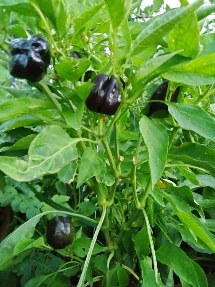 Peppers started this year 