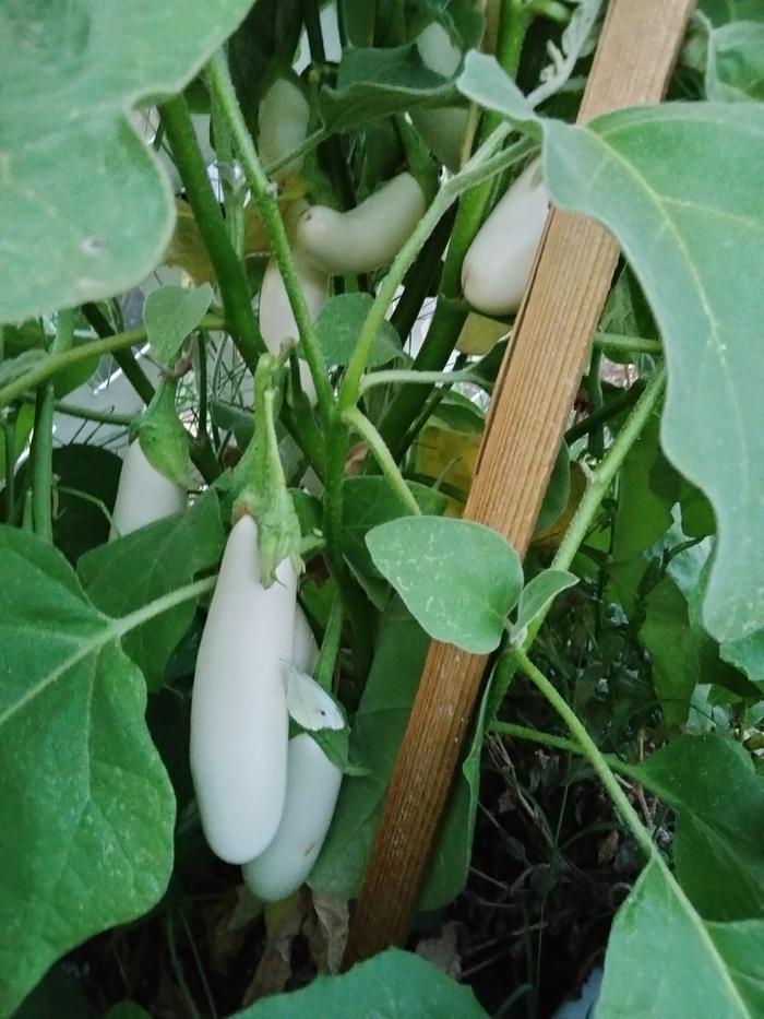 White egg plant started this year 2024