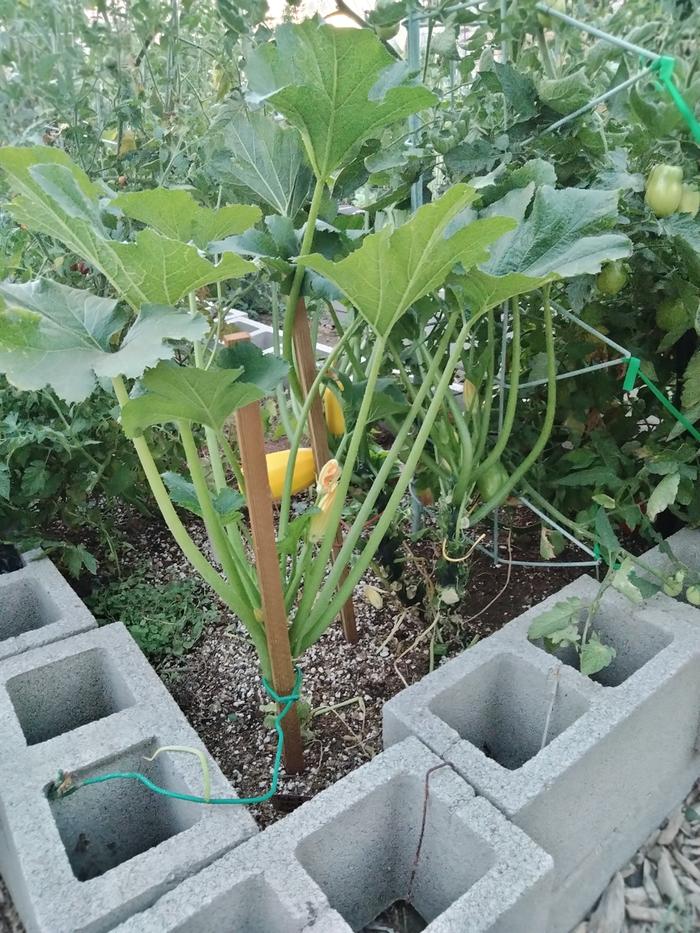 3 squash planted right next to each other 