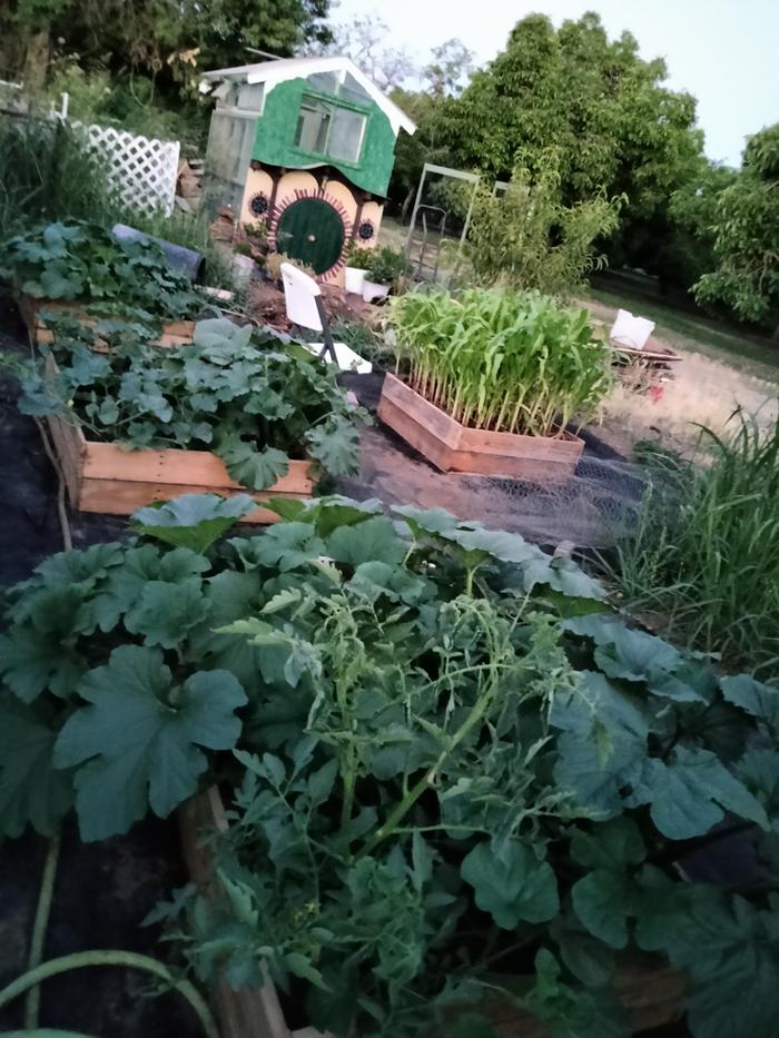 3 1/2'X3 1/2' beds filled with watermelon, cantaloupe, pumpkin, Purina, marigolds, lettuce, zucchini, tomato, and oregano.