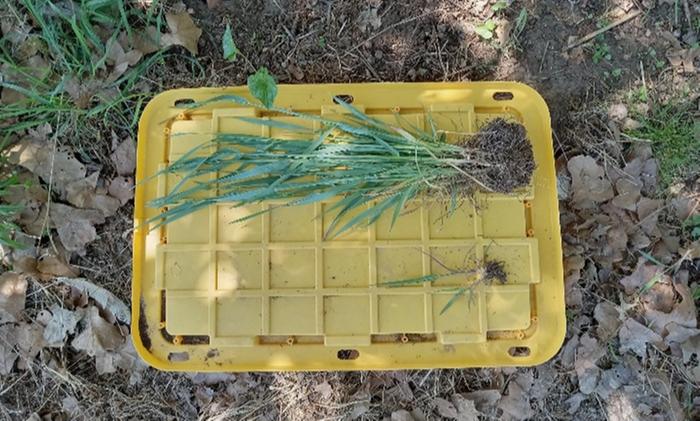 P deficient vs treated