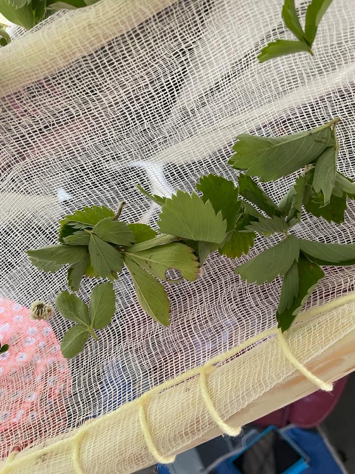 Wild strawberry leaves