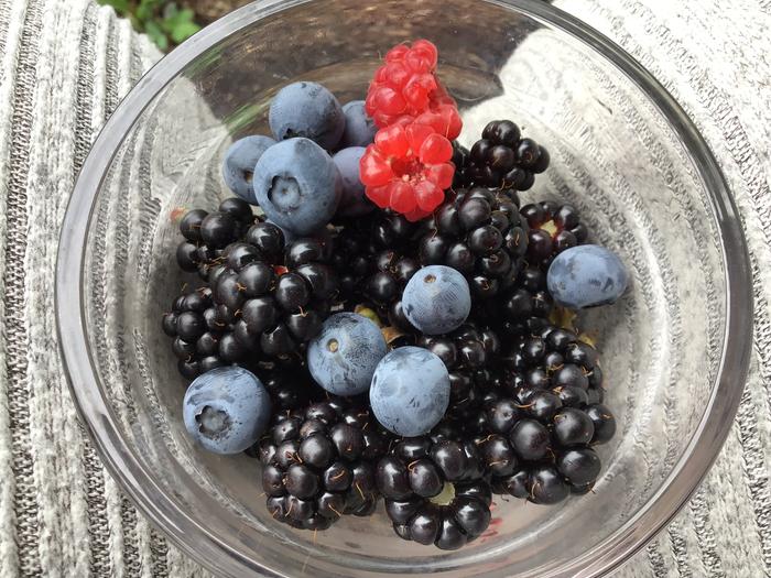 The first berries of the season