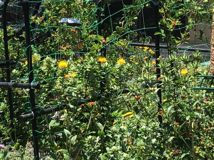 A medley of Boisen berries and wild flowers. The birds love this area