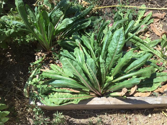 Chicory