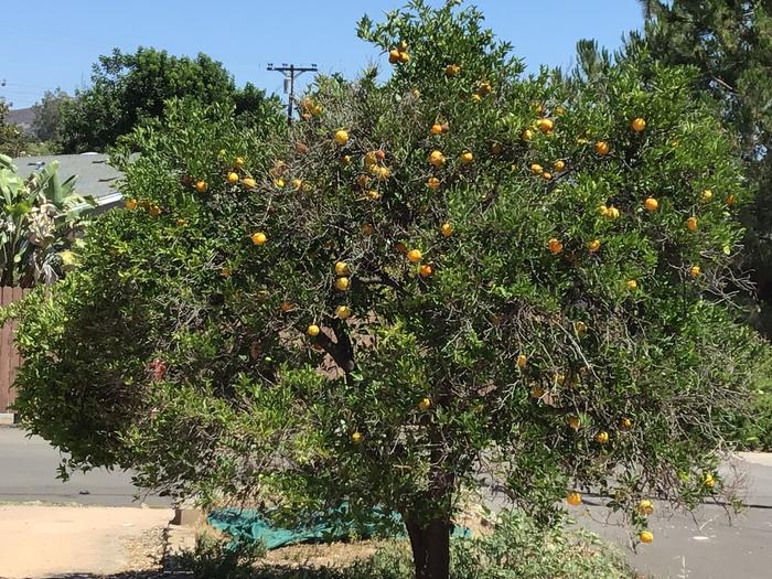 Oranges