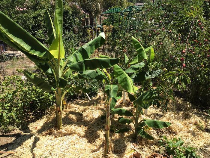 Bananas