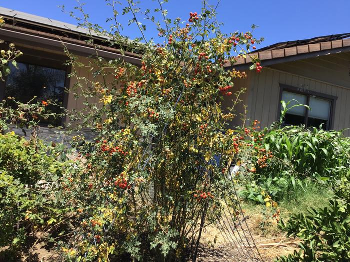 Rose hips
