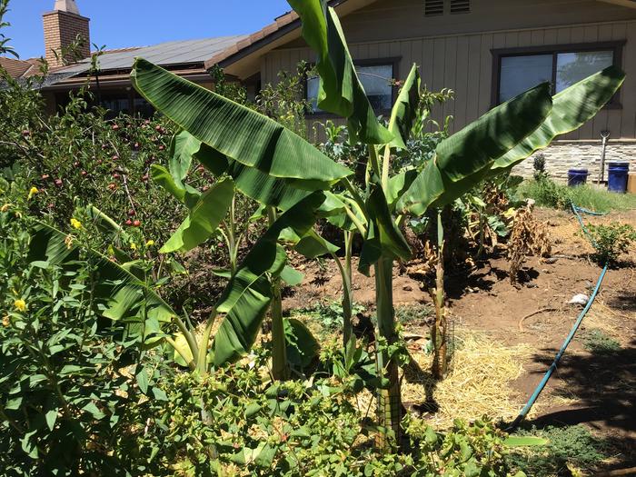 Growing bananas