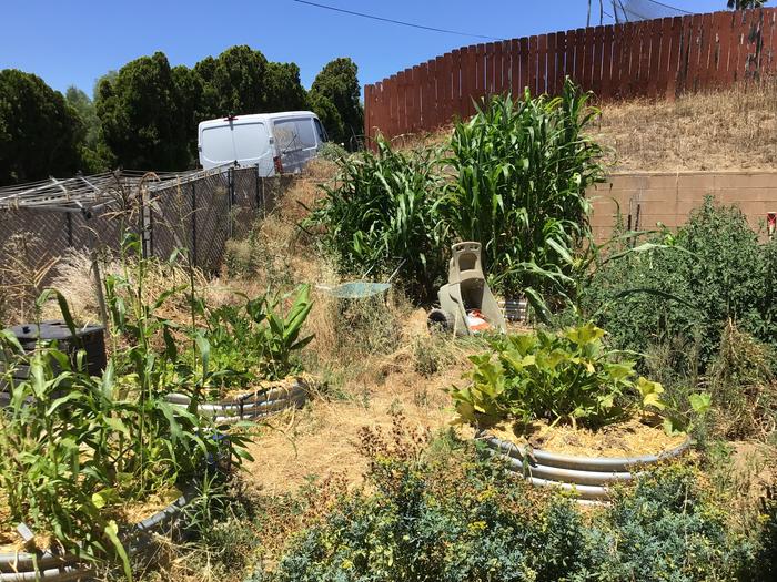 Corn, beans and summer squash