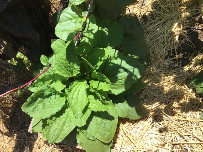 Plantain