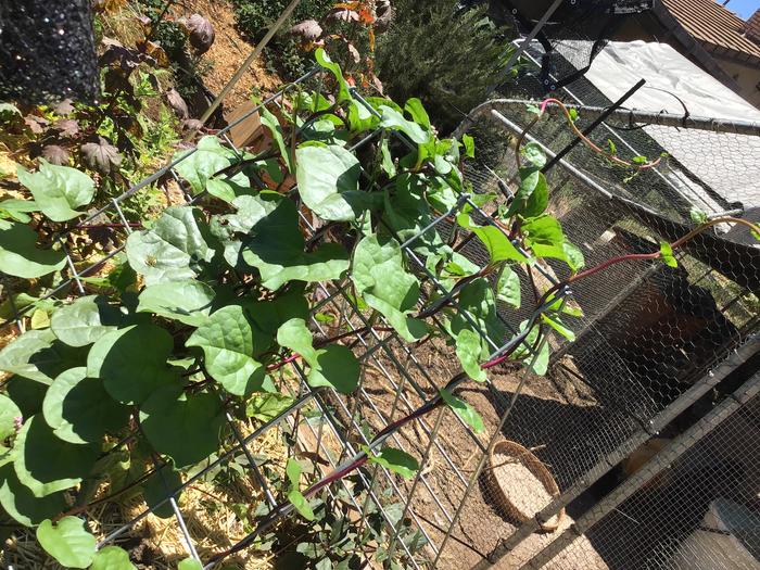 Malabar spinach