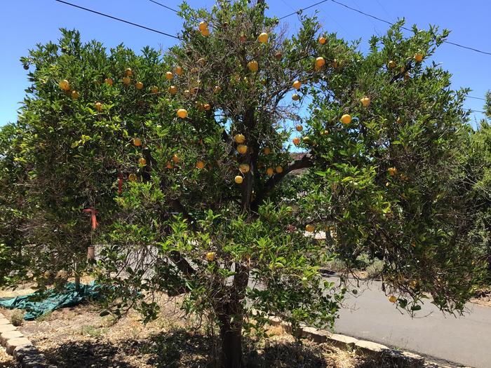 Orange tree
