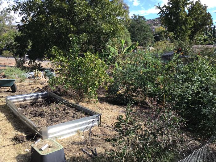 Beds being cleaned of Bermuda grass on the edge of the food forest