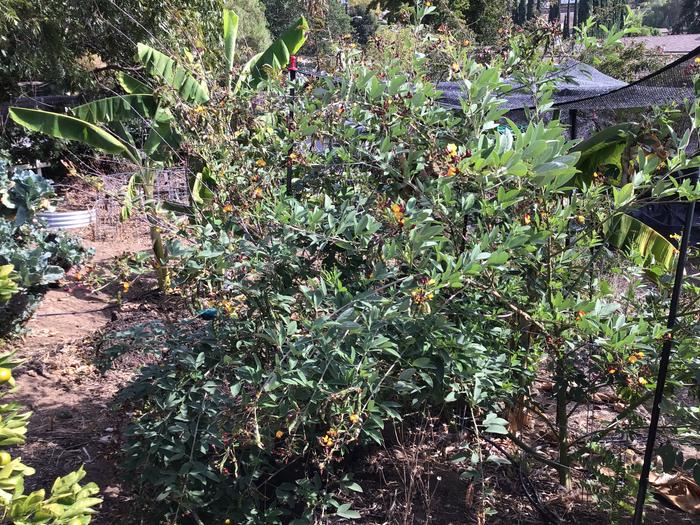 I love the pigeon peas