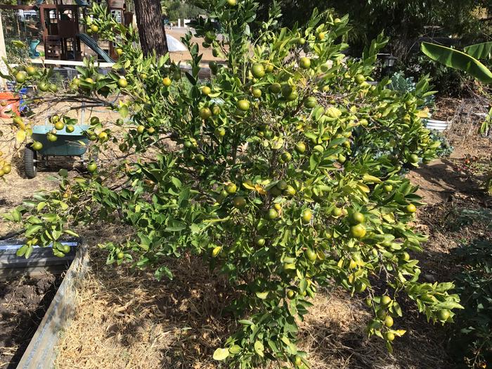 My tangerine needs some TLS