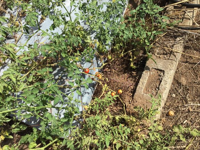 We are still getting tomatoes from the food forest