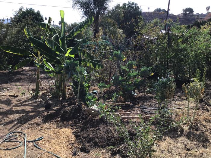 My bananas are growing fast, and the Barbados cherry too