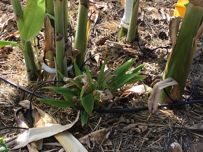 Arrowroot growing with my bananas