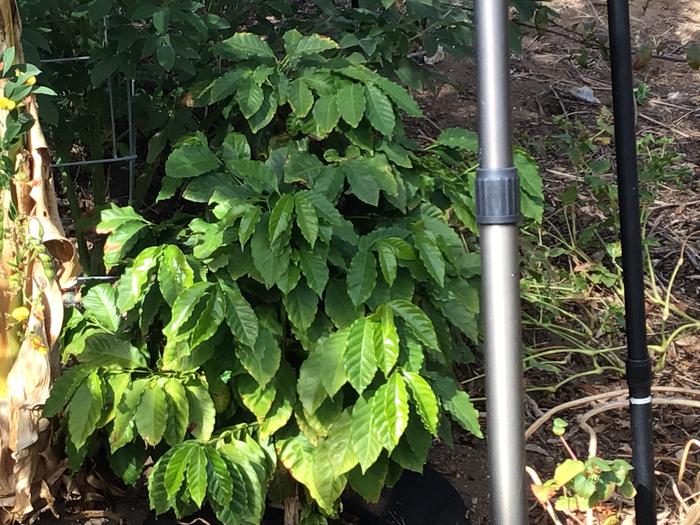 My coffee plants has doubled in size