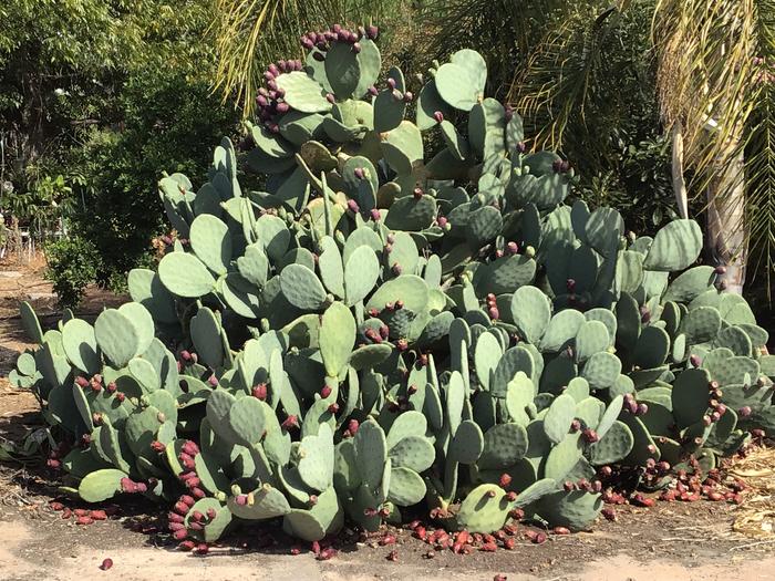 Prickly pear are still loving life and producing more fruit than we can eat