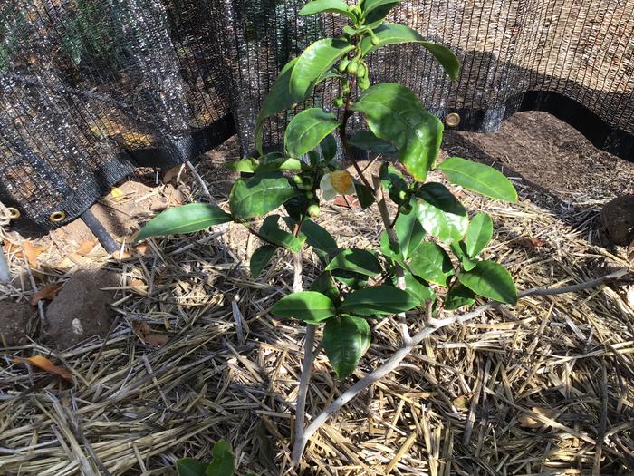 My tea “camellia senensis” are blooming for the first time