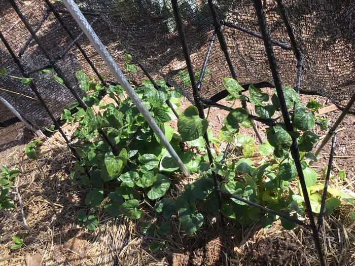 Long peppers are doing great