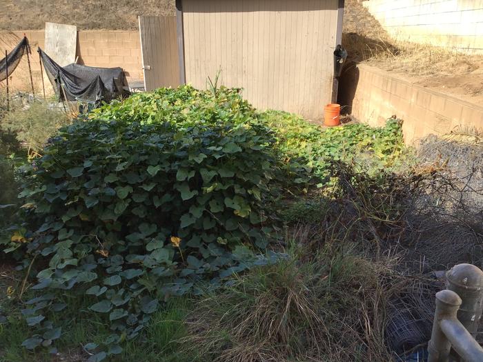 A sea of sweet potatoes