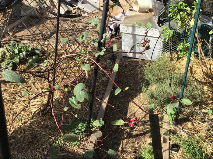 Still getting hibiscus, but not for long