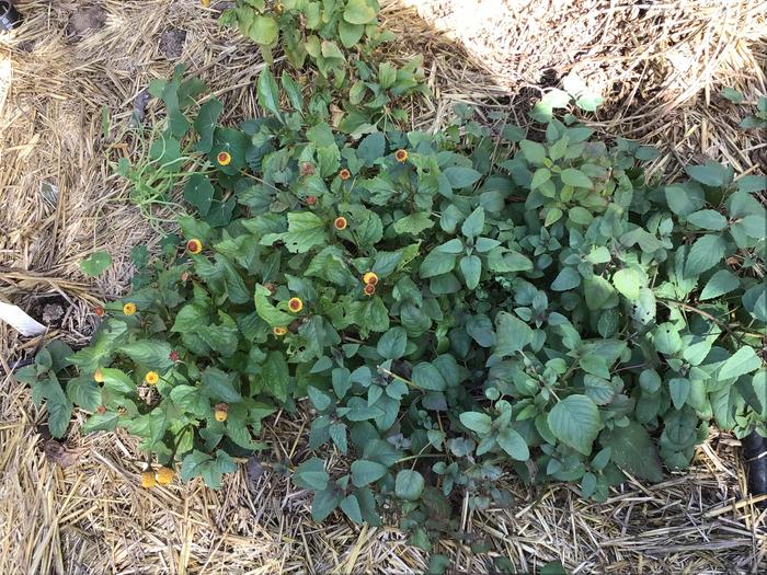 Toothache plant and Bergamot
