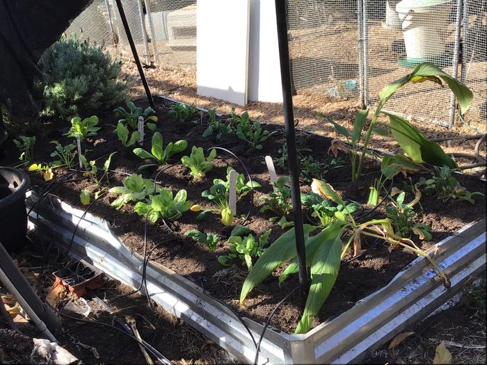 A full bed of lettuce and greens