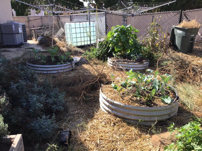 Cauliflower and broccoli