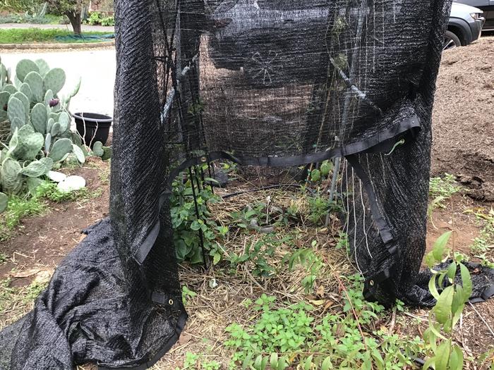 Tea, black and long pepper