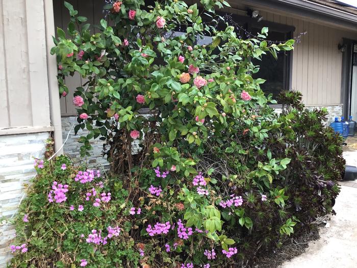 Flowers I need to prune