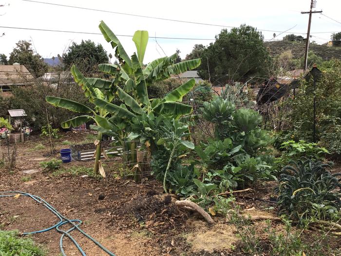 A chaos of bananas and tree collards