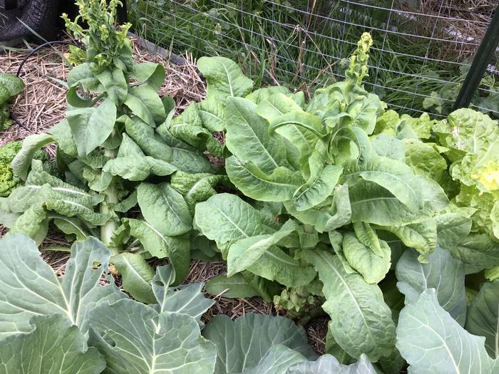 Celtuce, a hybrid cabbage and lettuce plant. Growing for the first time