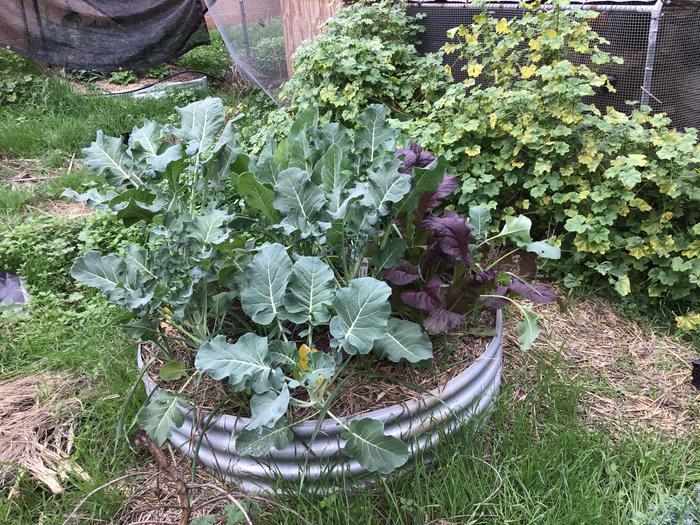 Cauliflower and mustard