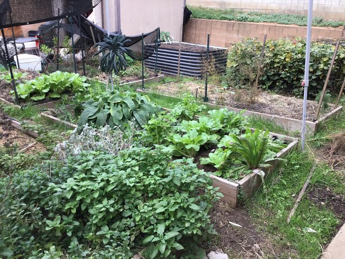 Overview of herbs, Chinese cabbages and sweet potatoes in the background