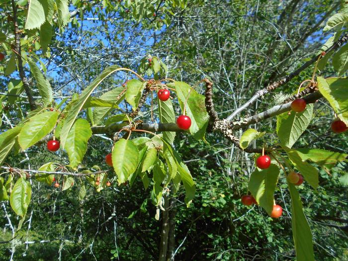 wild cherry domestic cherry cross ripens June/July