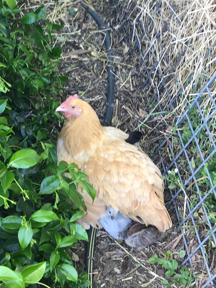Sunny and her babies
