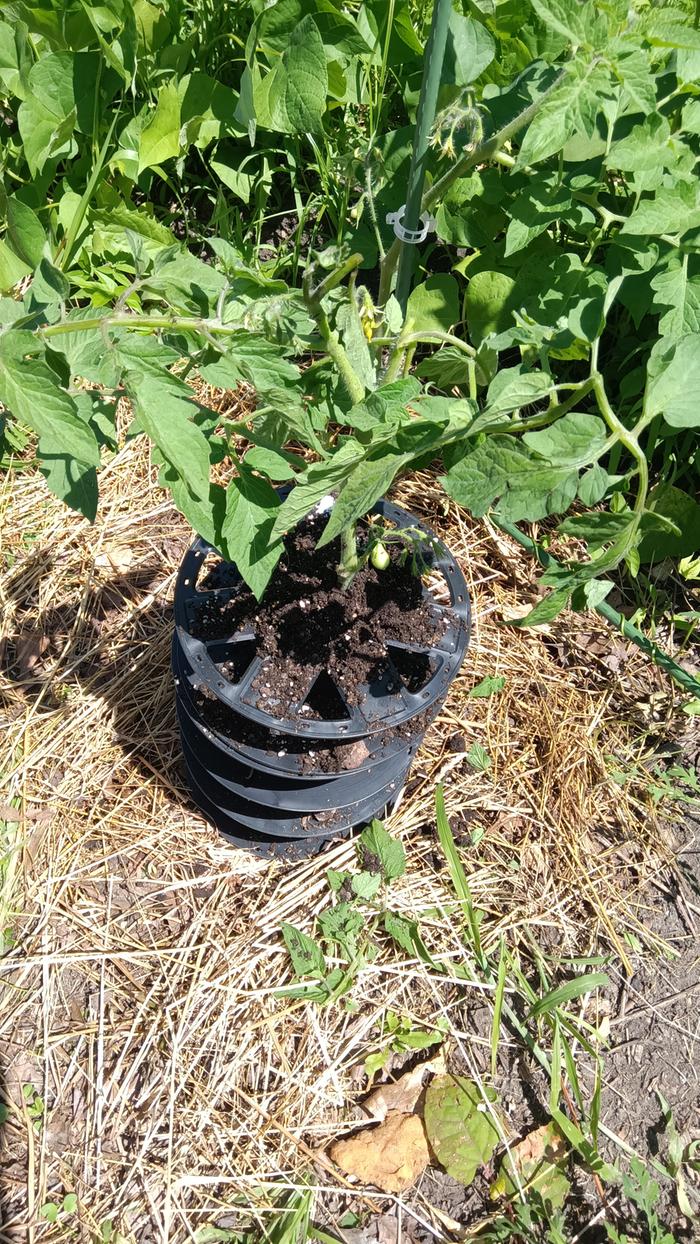 Tomato experiment