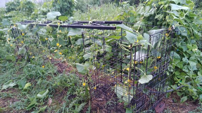 [Thumbnail for IMG_20240718_062003.jpg]